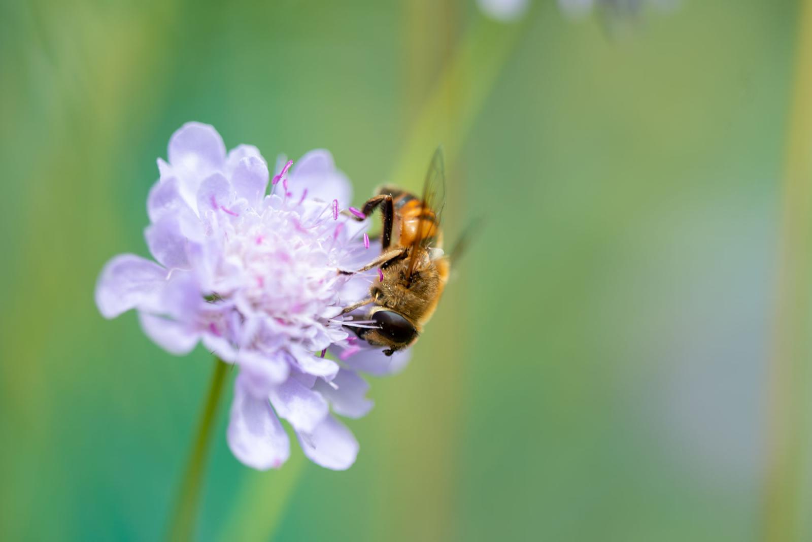 Wildbienen Oase Samenmischung
